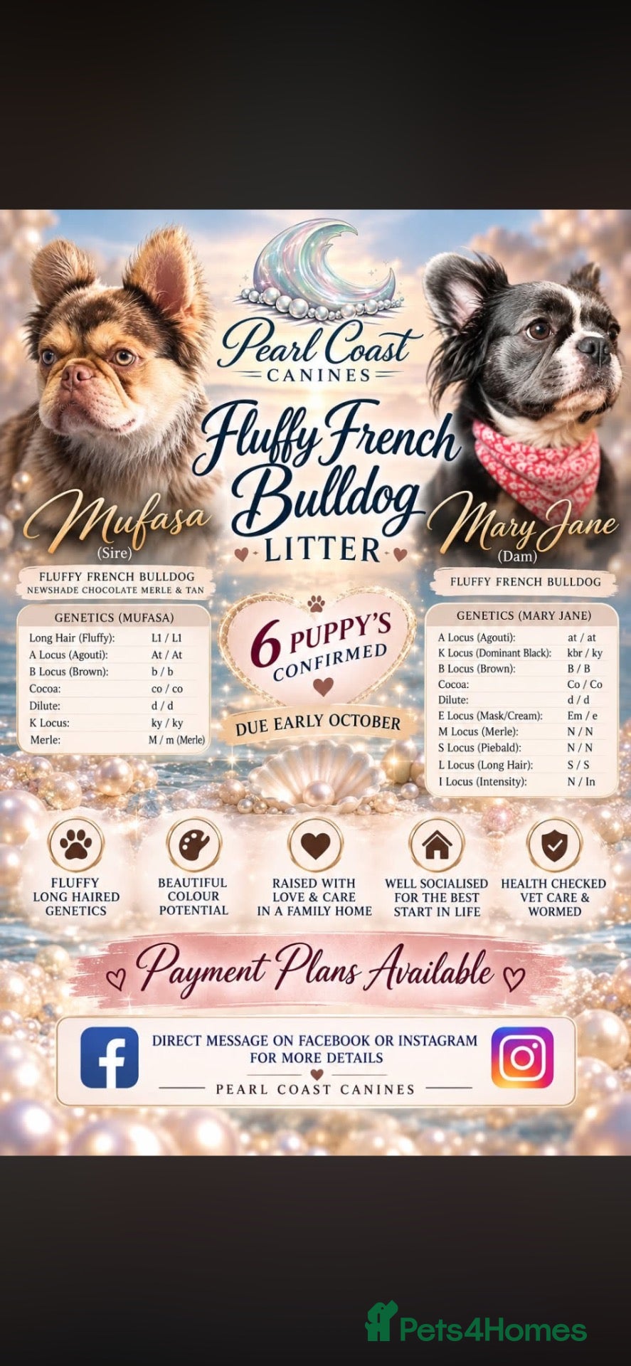 French Bulldog dogs Full fluffy French bulldogs  - Advert 2