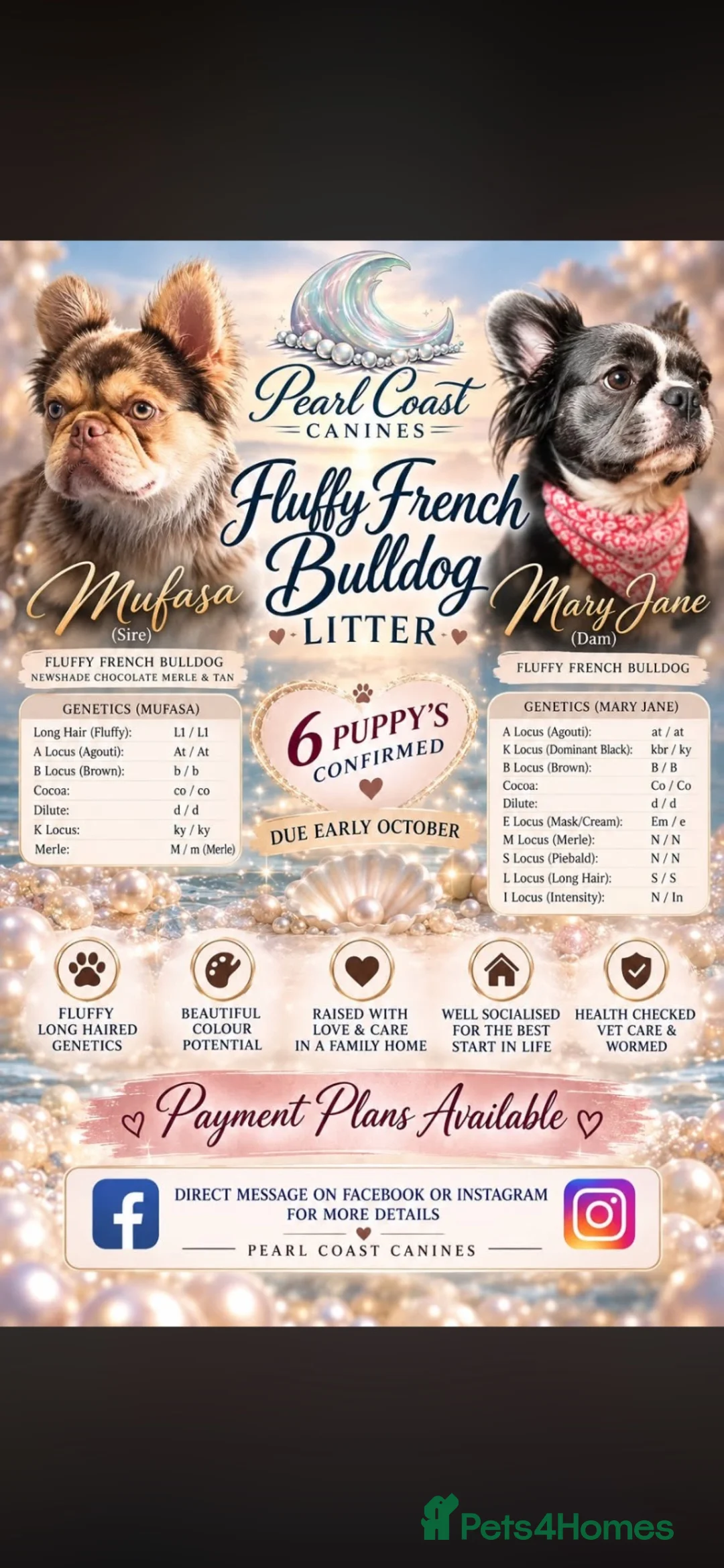 French Bulldog dogs for sale: Full fluffy French bulldogs  - Advert 2