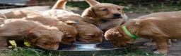 Golden Retriever dogs for sale: READY GOLDEN RETREVER KC PUPPIES - Advert 19