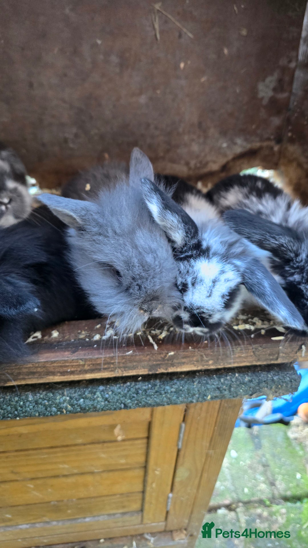 Mini Lop rabbits for sale: Mini Lop Baby Rabbits - Advert 8