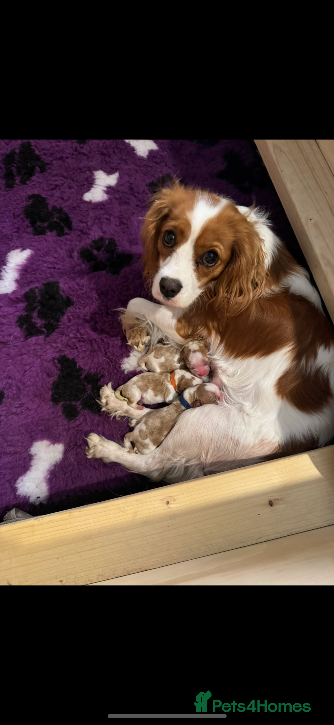 Cavalier King Charles Spaniel dogs for sale: Beautiful KC registered Blenheim Boy - Advert 5