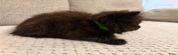 Mixed Breed cats for sale: Adorable Black Kittens - Advert 11