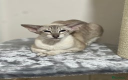 Siamese cats for sale: Lilac Siamese boy  - Image 6