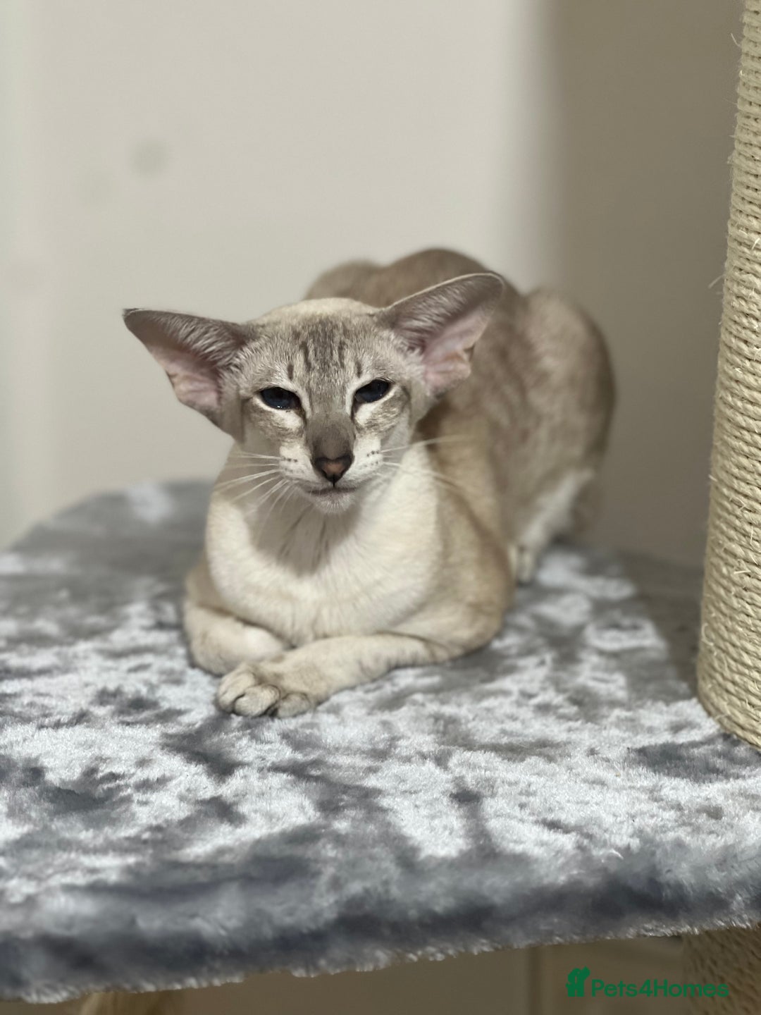 Siamese cats for sale: Lilac Siamese boy  - Image 6