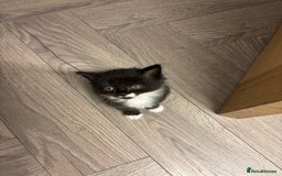Mixed Breed cats for sale: Two beautiful Bombay/ Mainecoon kittens  - Image 3