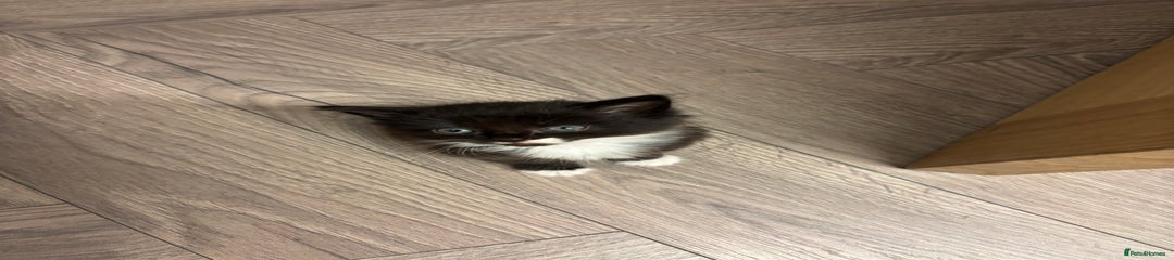Mixed Breed Kitten 2