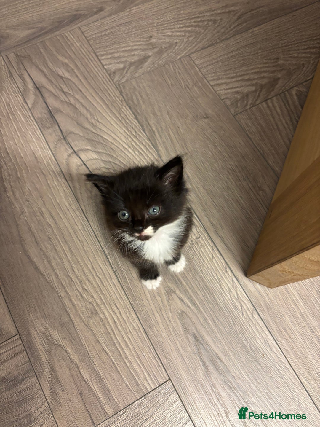 Mixed Breed cats for sale: Two beautiful Bombay/ Mainecoon kittens  - Image 3