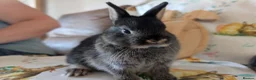 Netherland Dwarf rabbits for sale: Netherland dwarf rabbits - Advert 8