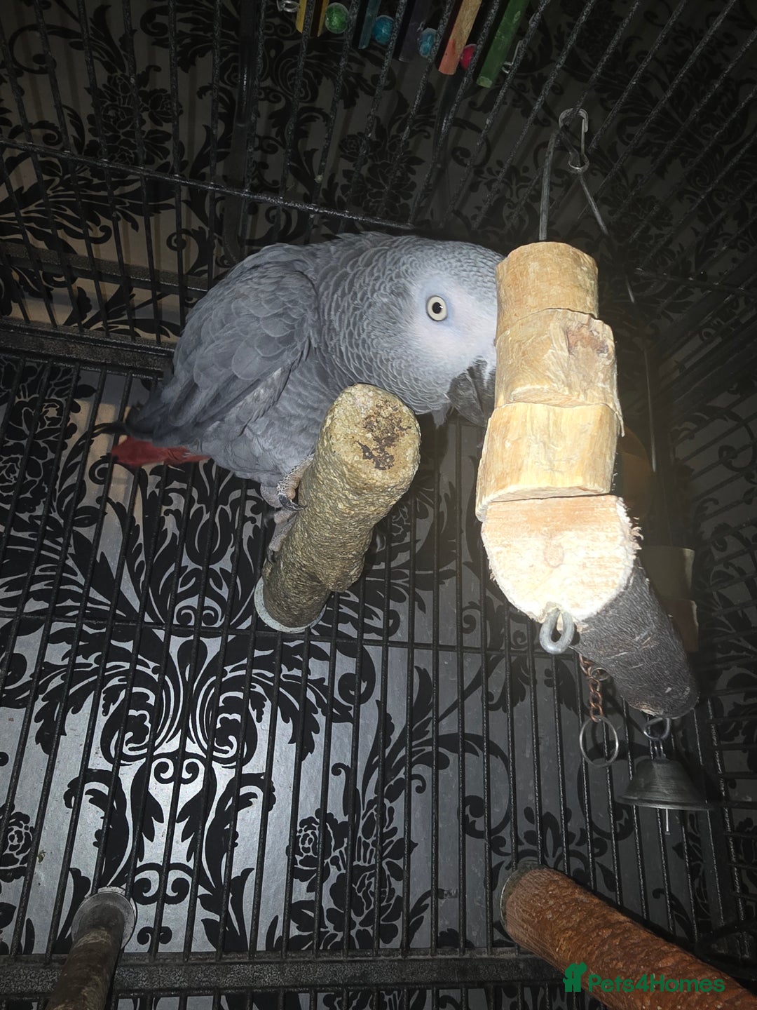 Parrots birds for sale: Kiddus - Image 4