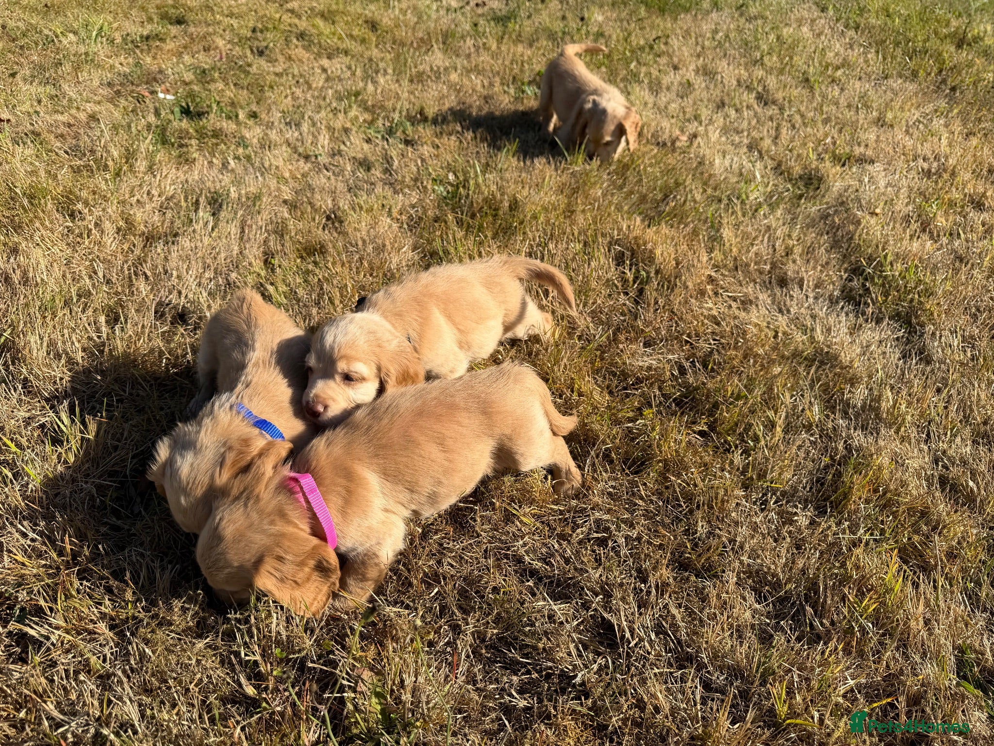 Cocker Spaniel dogs KC Registered Cocker Spaniel Puppies - Advert 1