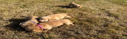Cocker Spaniel dogs for sale: KC Registered Cocker Spaniel Puppies - Advert 11