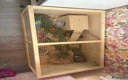 Hamster rodents for sale: Female dwarf hamster and set up  - Image 4