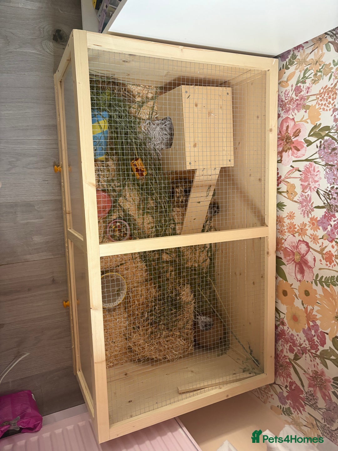 Hamster rodents for sale: Female dwarf hamster and set up  - Image 4