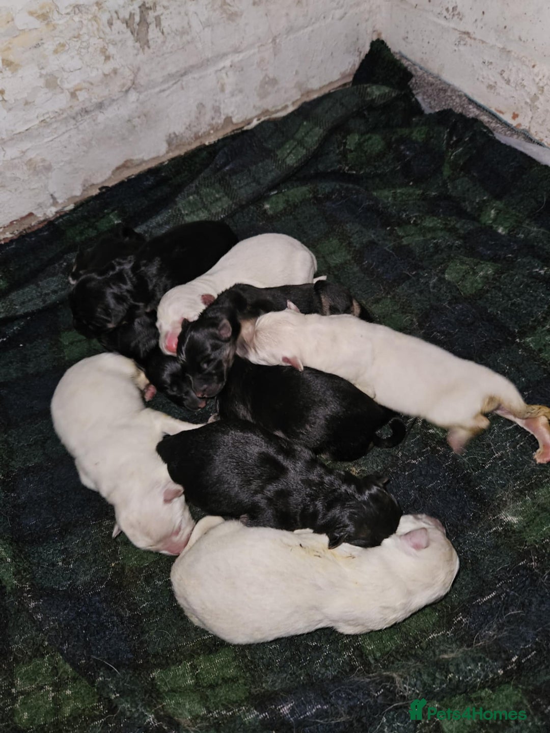German Shepherd dogs for sale: Mixed litter of white and Black and Tan GSD pups  - Image 2