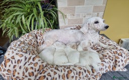 Mixed Breed dogs for sale: Stunning Havachons - Image 5