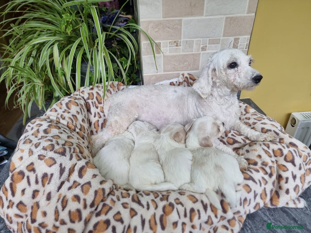 Mixed Breed dogs for sale: Stunning Havachons - Image 5