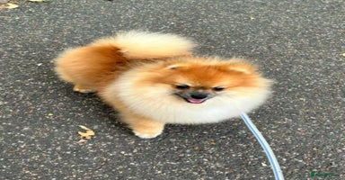 Pomeranian dogs in London - Advert 9
