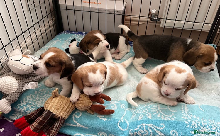 Beagle dogs - Advert 1