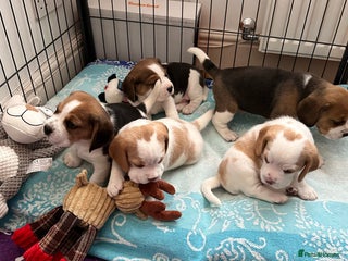 Beagle dogs - Advert 2