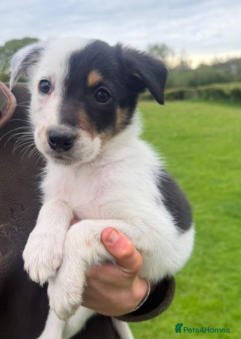 Smooth Collie dogs Sheepdog pups - Advert 1