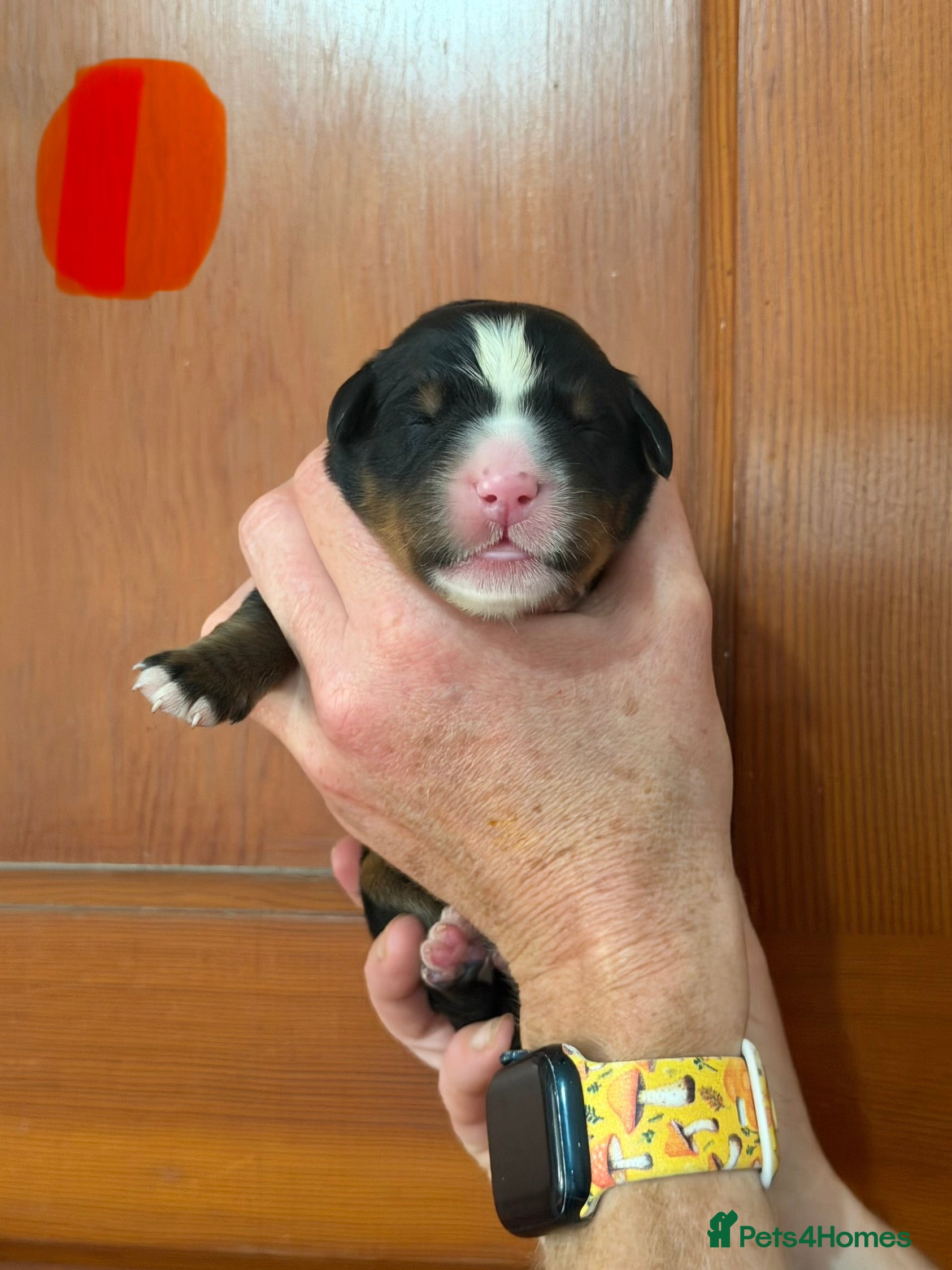 Bernese Mountain Dog dogs Bernese mountain dog x labernese puppies - Advert 2