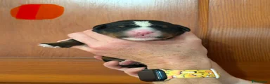 Bernese Mountain Dog 8