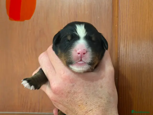 Bernese Mountain Dog dogs for sale: Bernese mountain dog x labernese puppies - Advert 2