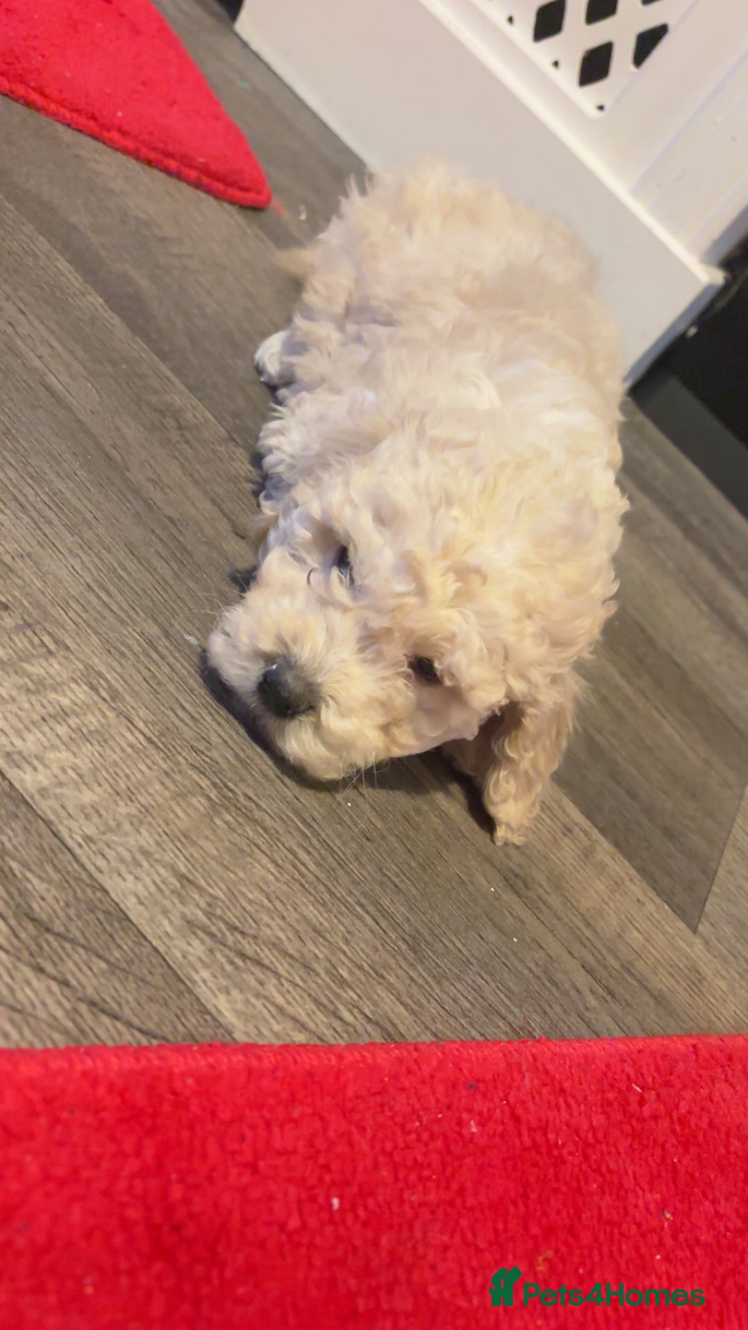 Miniature Poodle dogs for sale: Poodle puppies - Advert 5