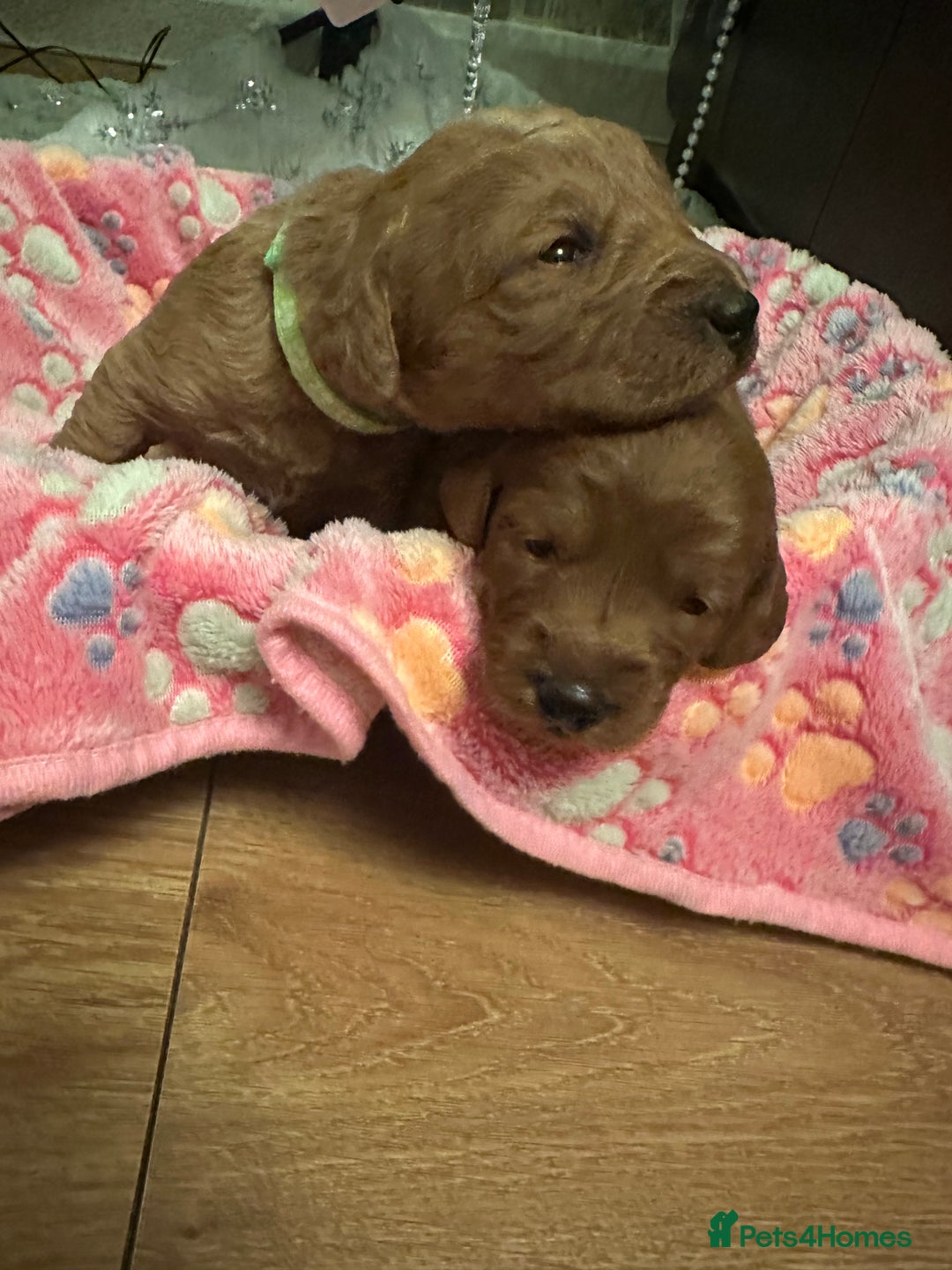 Labradoodle dogs for sale: Miniature F1 Labradoodles  - Advert 6