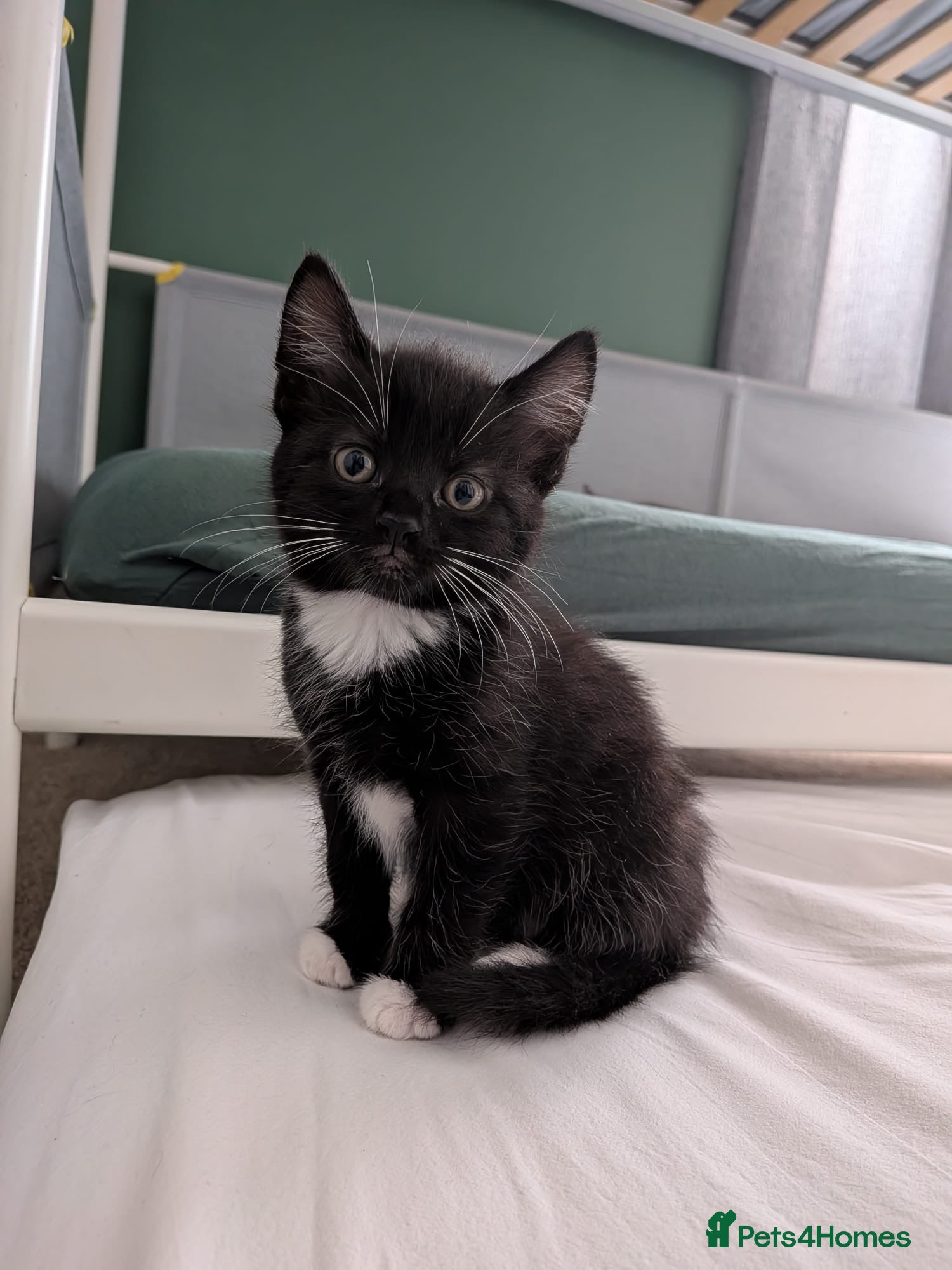 Mixed Breed cats Kittens  - Advert 12