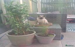 Ragdoll cats for sale: Ragdoll/maincoon - Image 4