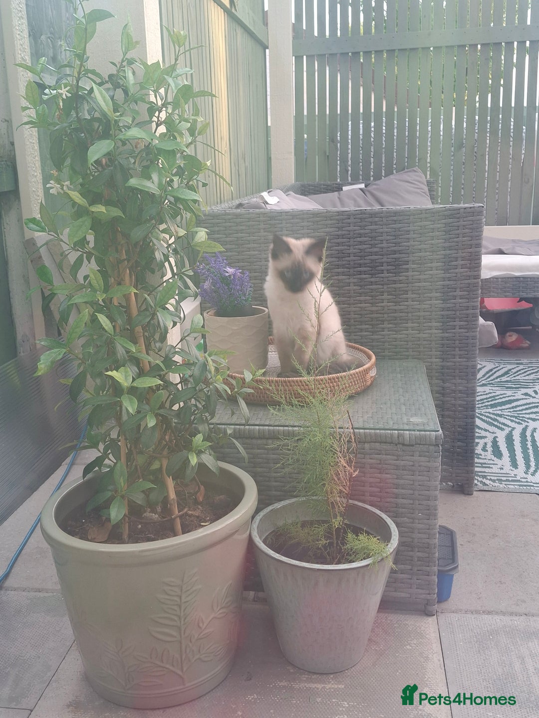 Ragdoll cats for sale: Ragdoll/maincoon - Image 4