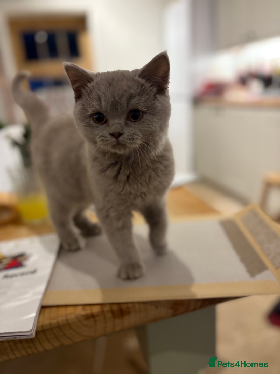 British Shorthair cats for sale: LAST BOY LEFT  - Advert 5