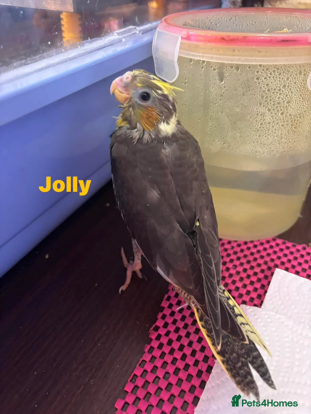 Cockatiels birds for sale: Hand reared and tame baby cockatiels  - Advert 8