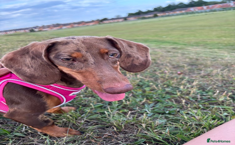 Dachshund dogs - Advert 12