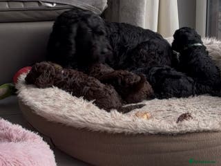 Cockapoo dogs Miniature cockapoos - Advert 1