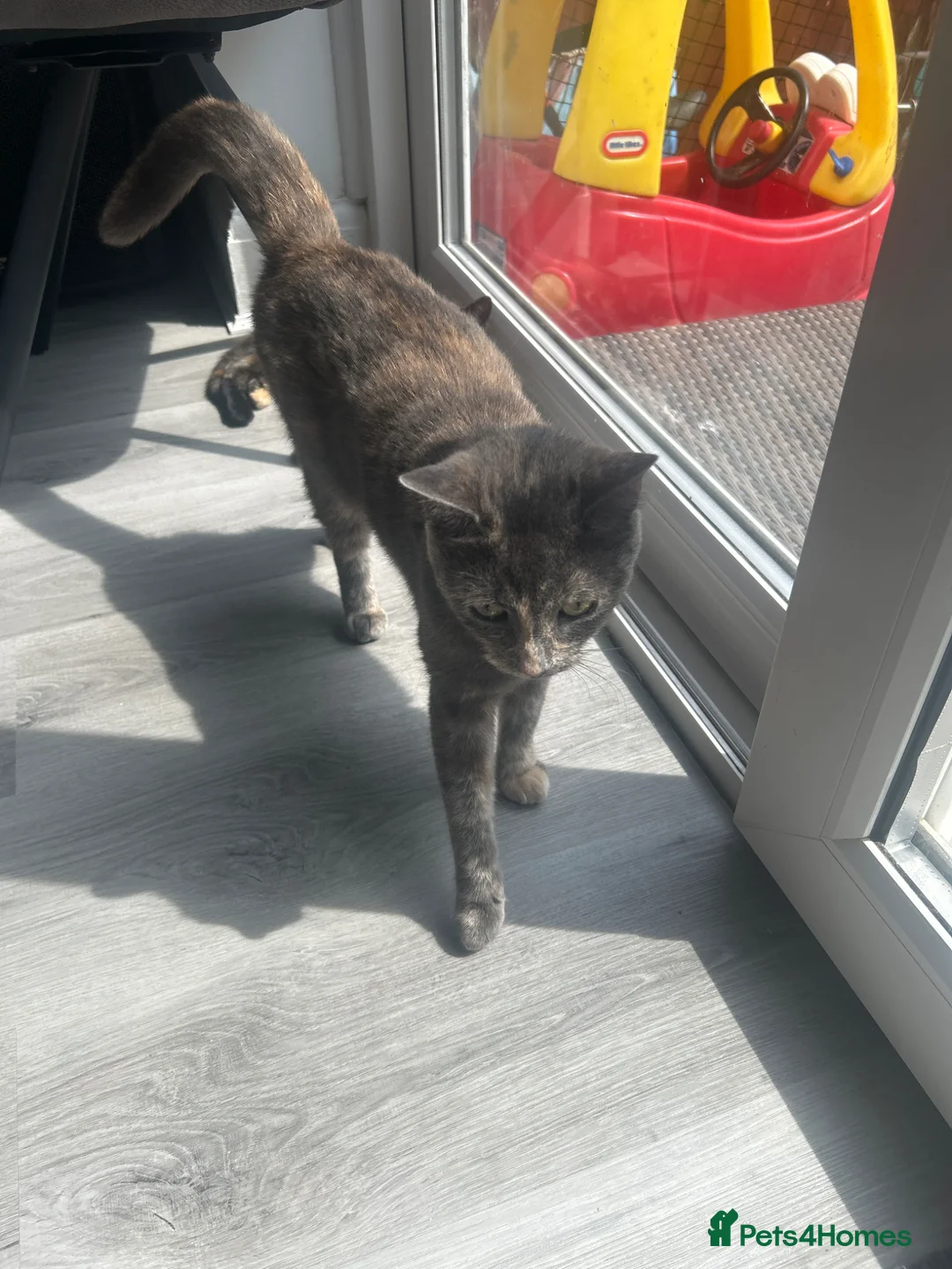 Mixed Breed cats for sale: Kitten for sale - Advert 1