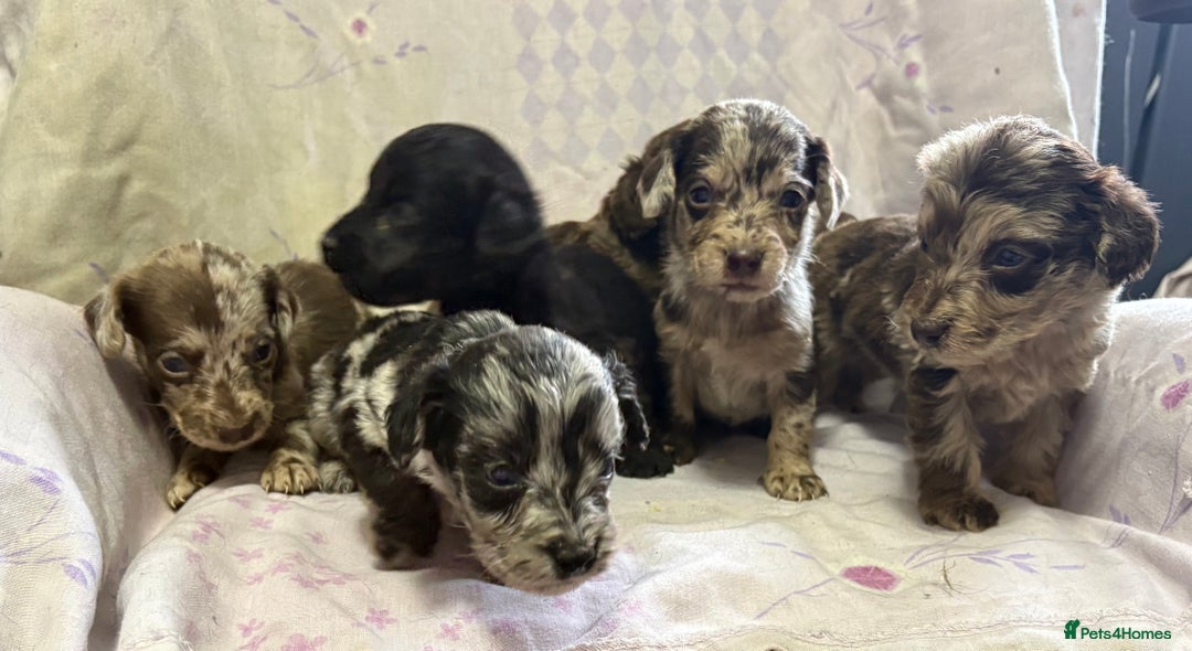 Doxiepoo dogs for sale: GORGEOUS DOXIEPOO PUPPIES  - Advert 11