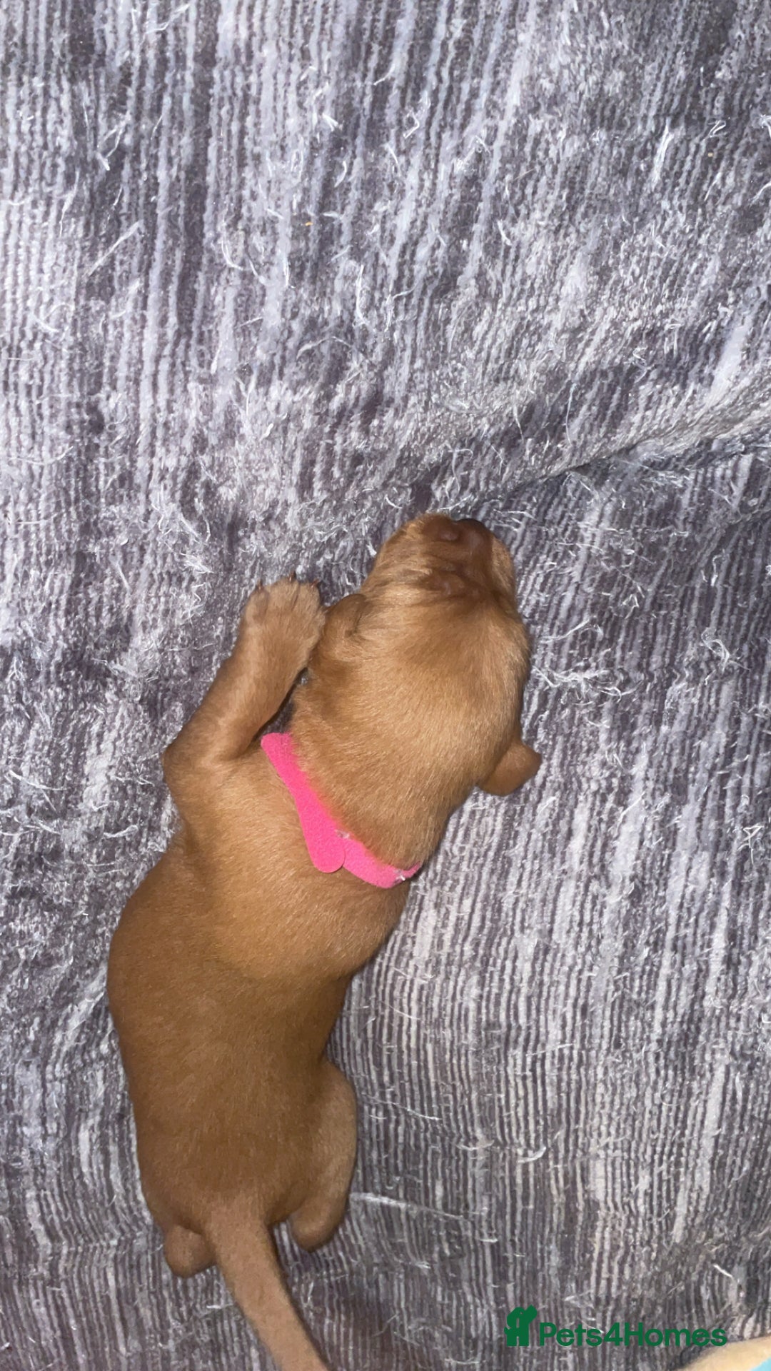 Labradoodle dogs for sale: F1b labradoodle puppies - Advert 11