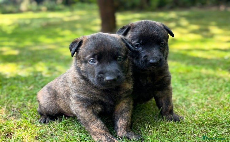 Belgian Shepherd Dog dogs - Advert 1