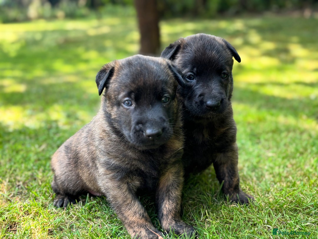 Belgian Shepherd Dog dogs for sale: Dutch herder puppies  - Image 2