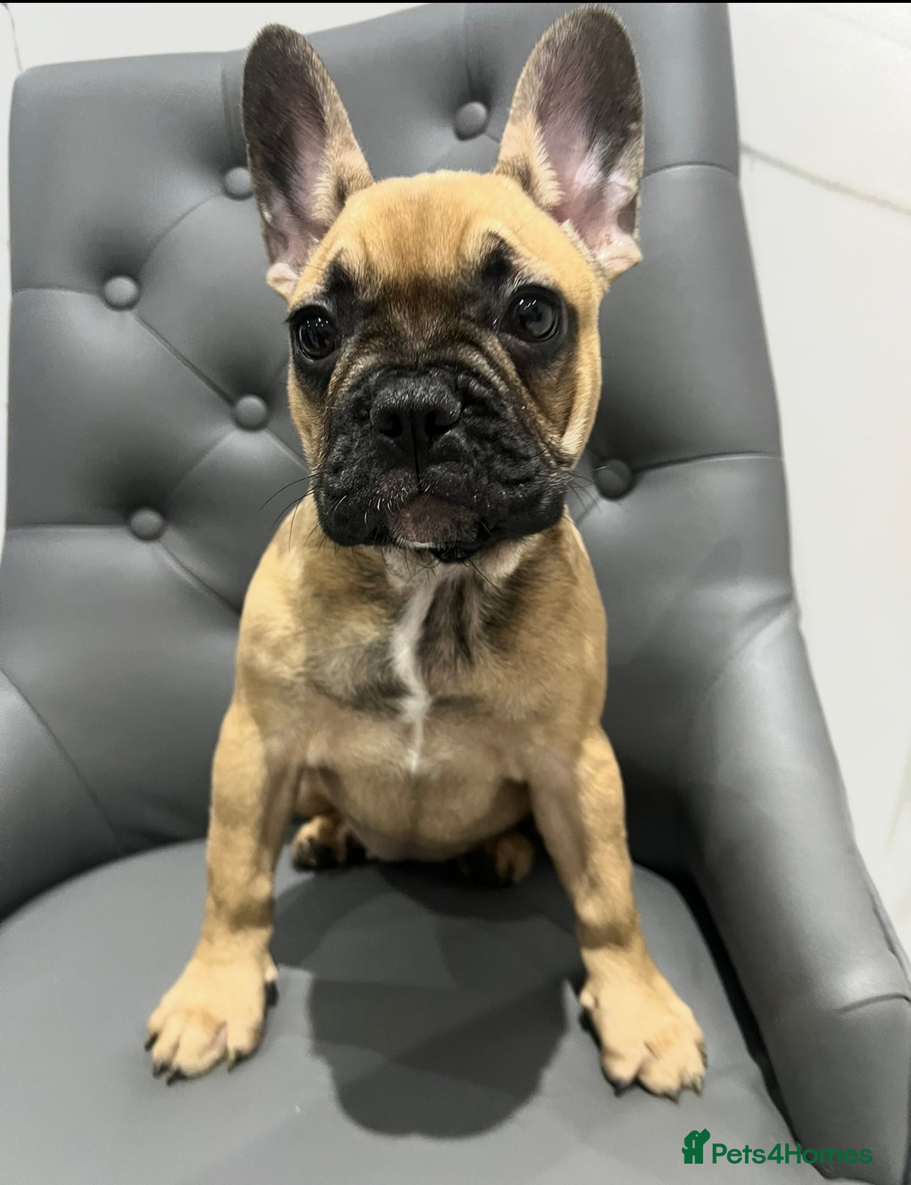 French Bulldog dogs 💗 Last Frenchy 💗 Sable 💗 Female 💗  - Advert 7