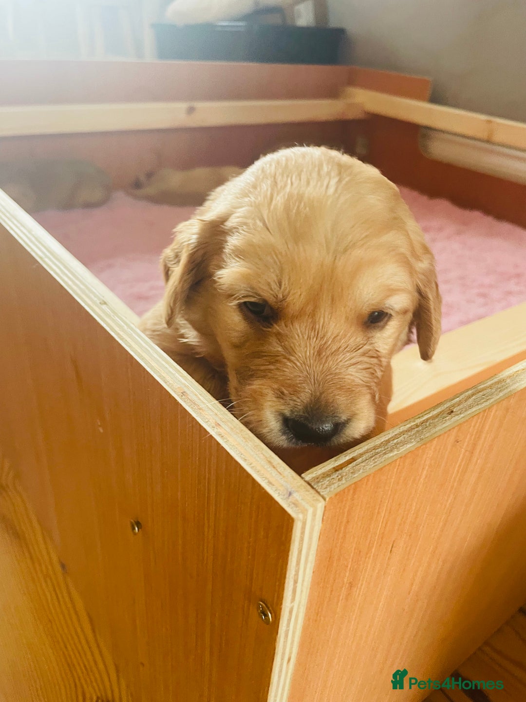 Golden Retriever dogs for sale: Working Golden Retriever Puppies  - Image 5