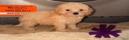 Cockapoo dogs for sale: TOY COCKAPOO PUPPIES FOR SALE  🐾 - Advert 3