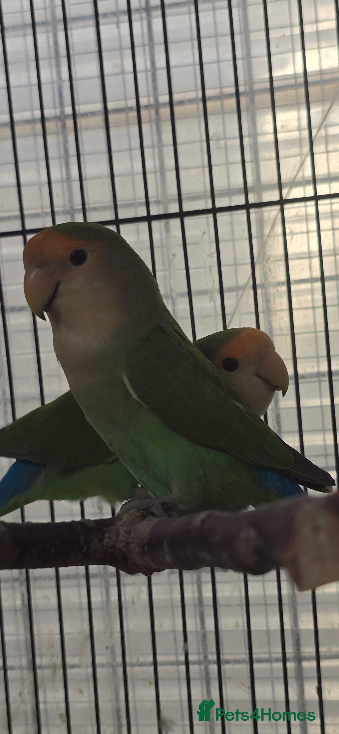 Lovebirds birds for sale: Love bird and breeding pairs of Budgies  - Advert 14
