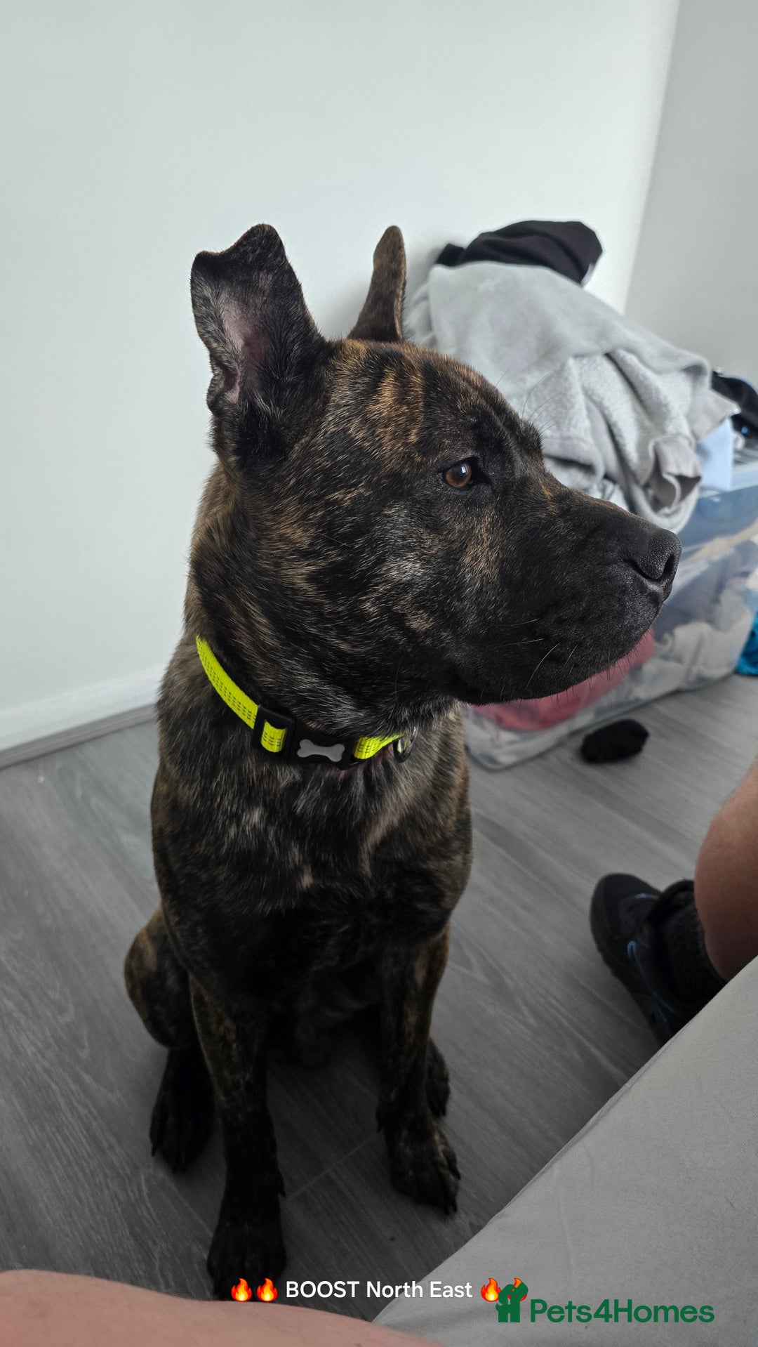 Mixed Breed dogs for sale: BRUNO - Image 3