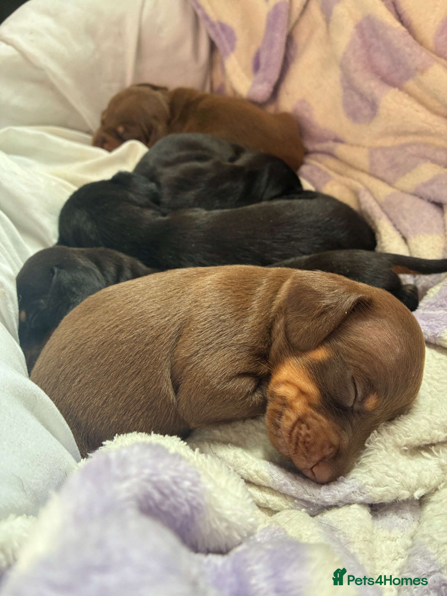 Miniature Dachshund dogs Beautiful Miniature Dachshund Puppies - Advert 18