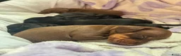 Miniature Dachshund dogs for sale: Beautiful Miniature Dachshund Puppies - Advert 1