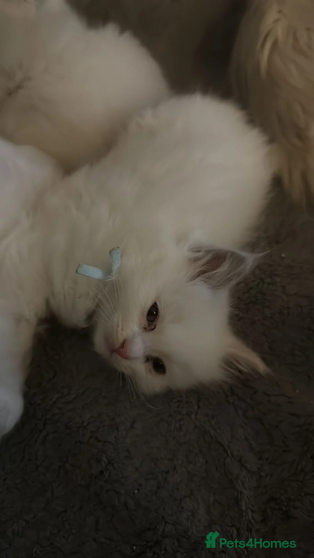 Ragdoll cats for sale: 5 ragdoll kittens for sale  - Advert 3