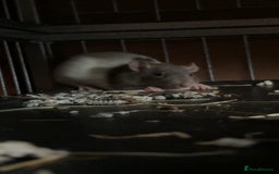 Rat rodents for sale: Rats for sale - Image 1